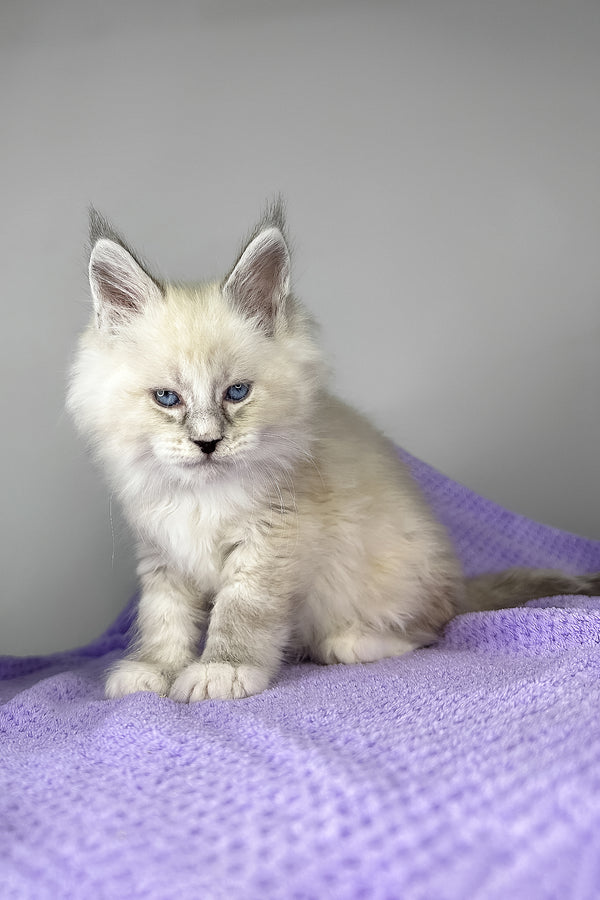 Deep Sky | Maine Coon Kitten
