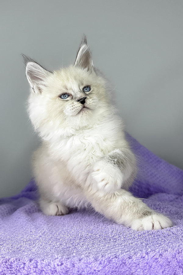 Deep Sky | Maine Coon Kitten