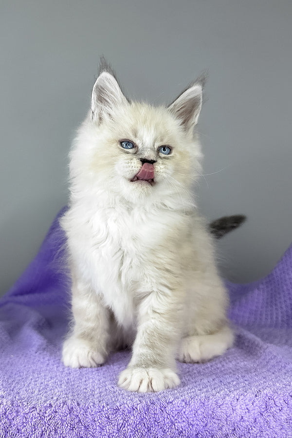 Deep Sky | Maine Coon Kitten