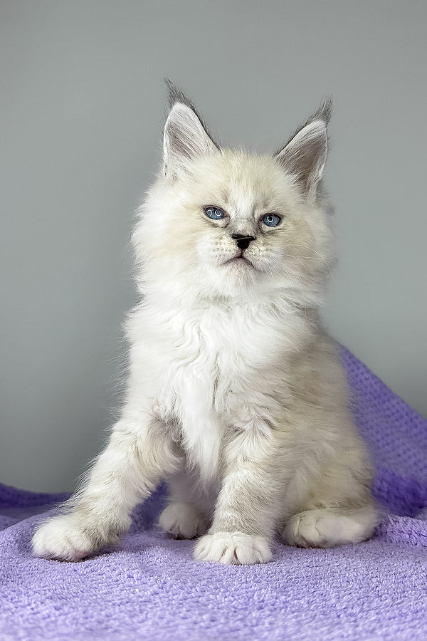 Deep Sky | Maine Coon Kitten
