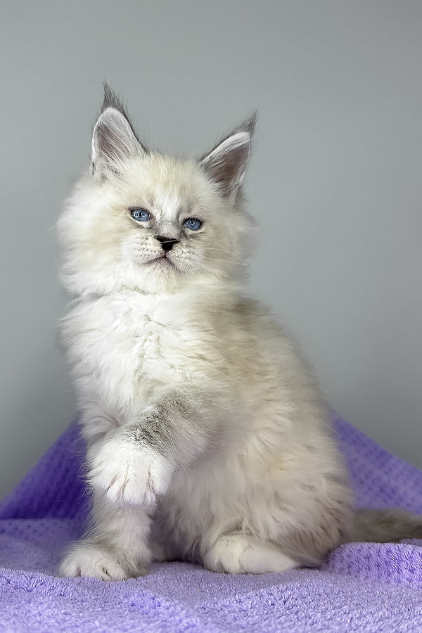 Deep Sky | Maine Coon Kitten
