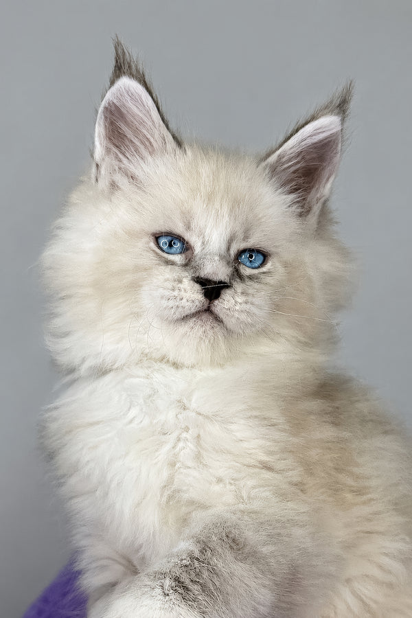 Deep Sky | Maine Coon Kitten