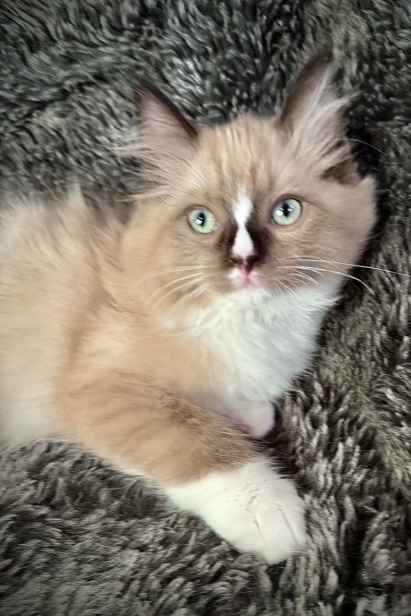 Devon | Cherubim Ragdoll Kitten