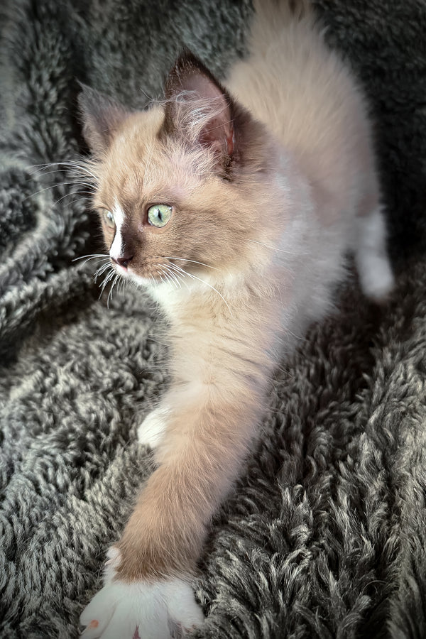 Devon | Cherubim Ragdoll Kitten