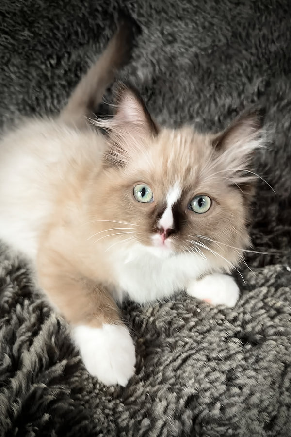 Devon | Cherubim Ragdoll Kitten