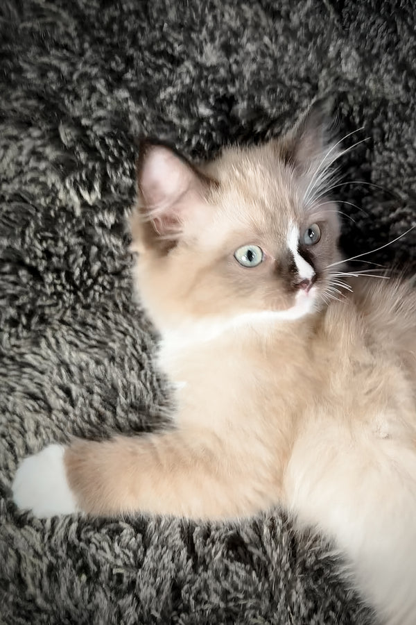 Devon | Cherubim Ragdoll Kitten