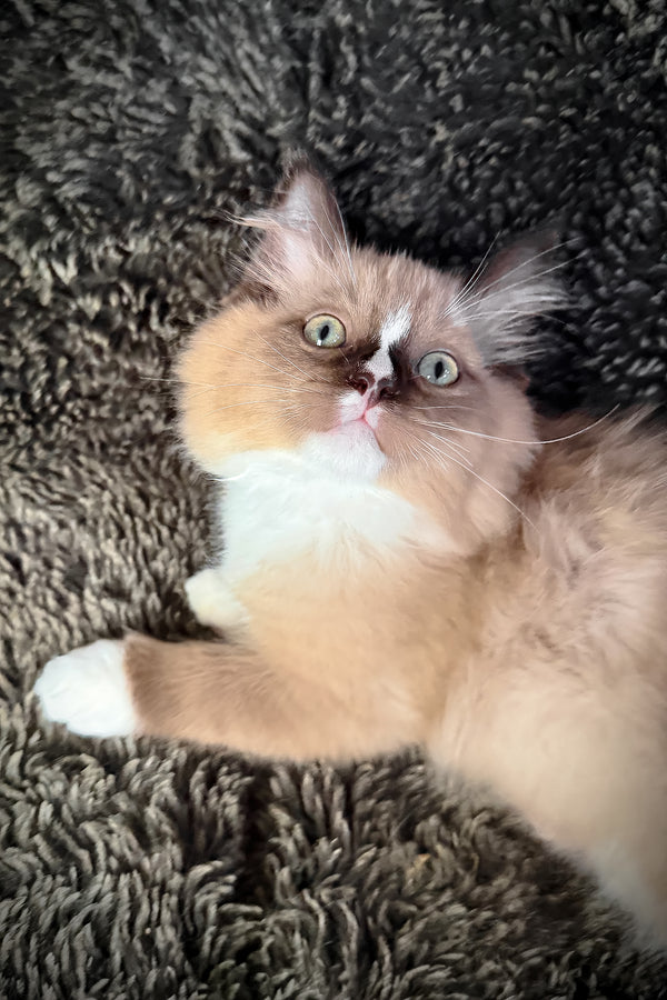 Devon | Cherubim Ragdoll Kitten