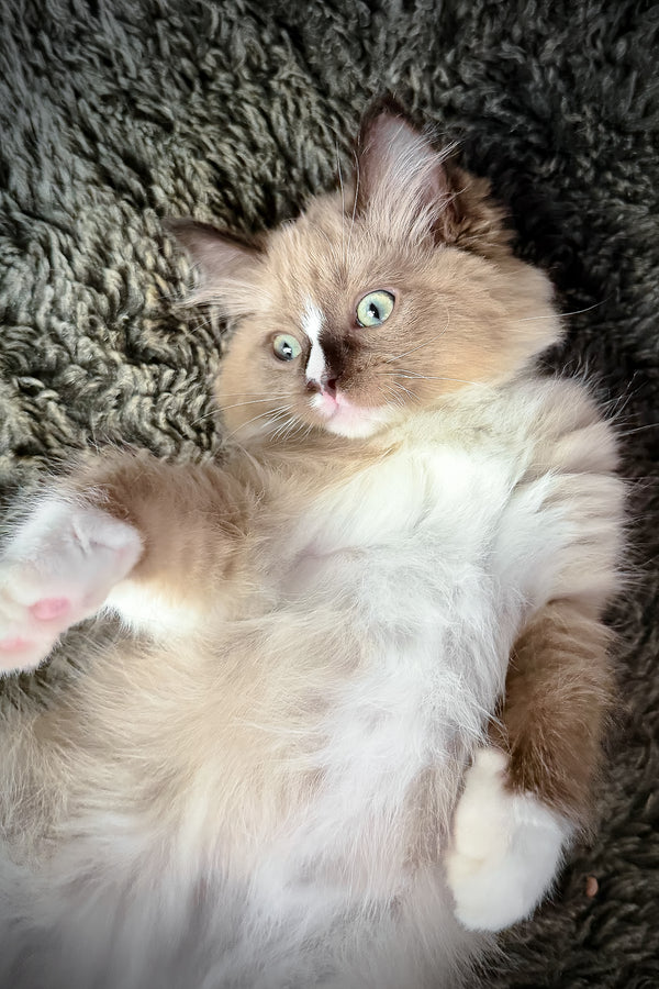 Devon | Cherubim Ragdoll Kitten