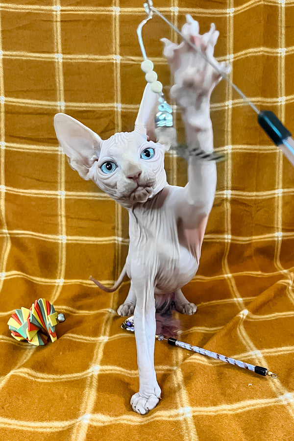 Dekster | Sphynx Kitten