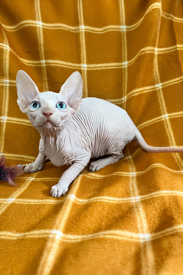 Dekster | Sphynx Kitten