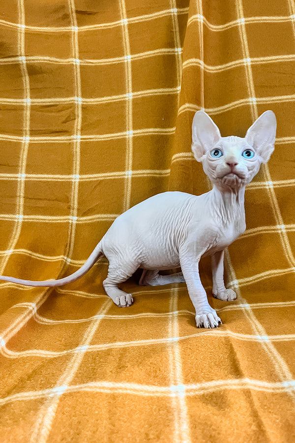 Dekster | Sphynx Kitten