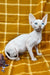 Dekster | Sphynx Kitten