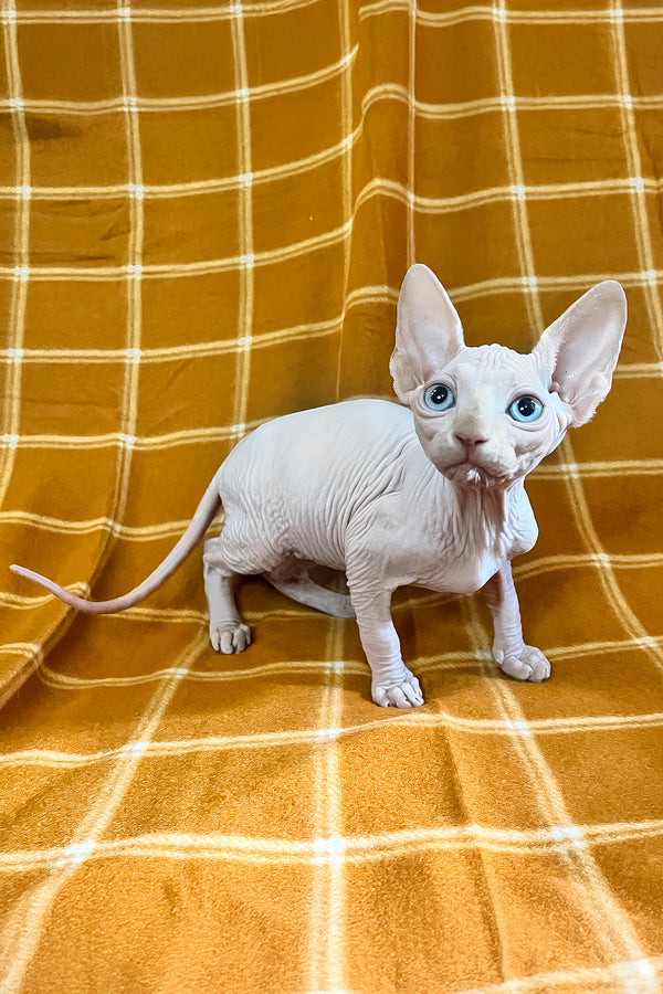 Dekster | Sphynx Kitten