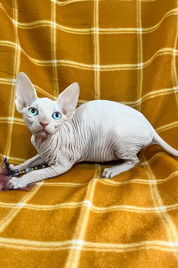 Dekster | Sphynx Kitten