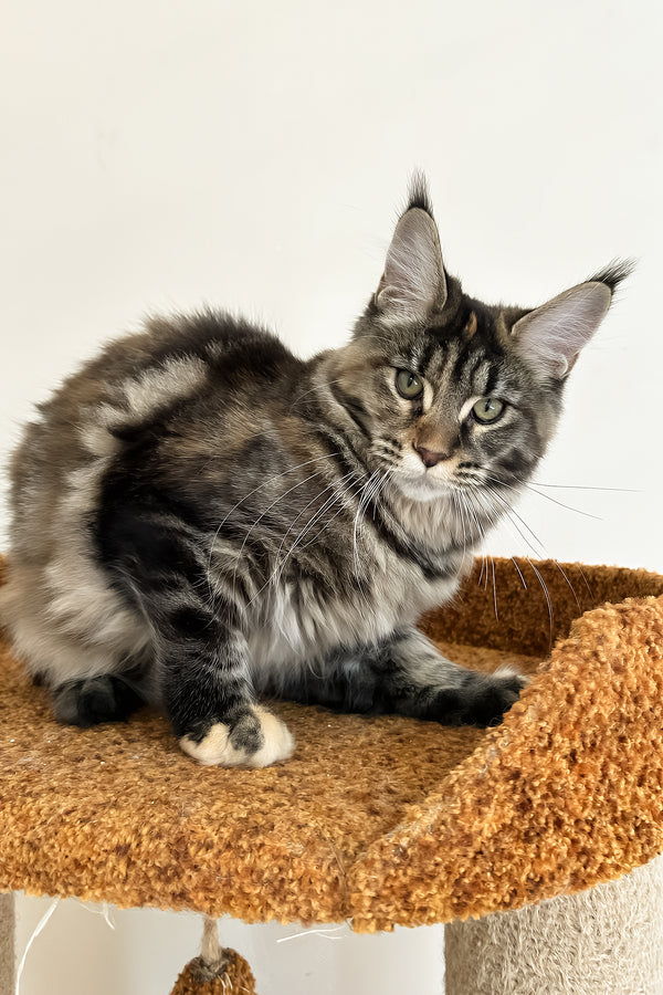 Delia | Maine Coon Kitten