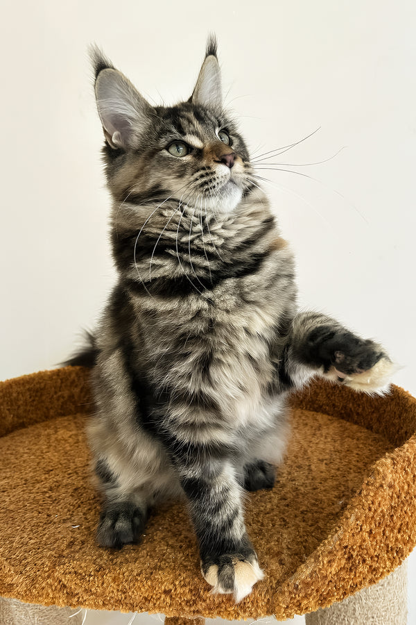 Delia | Maine Coon Kitten