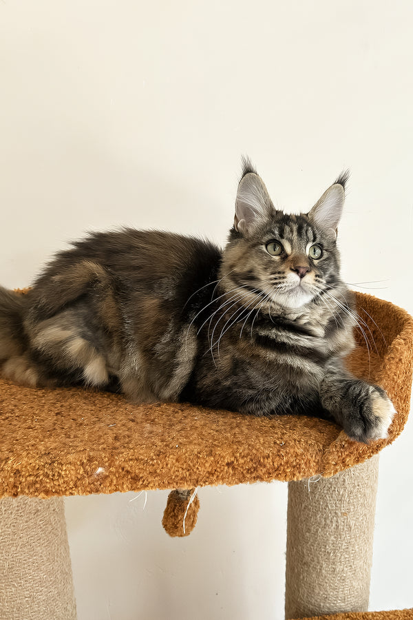 Delia | Maine Coon Kitten