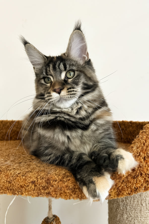 Delia | Maine Coon Kitten