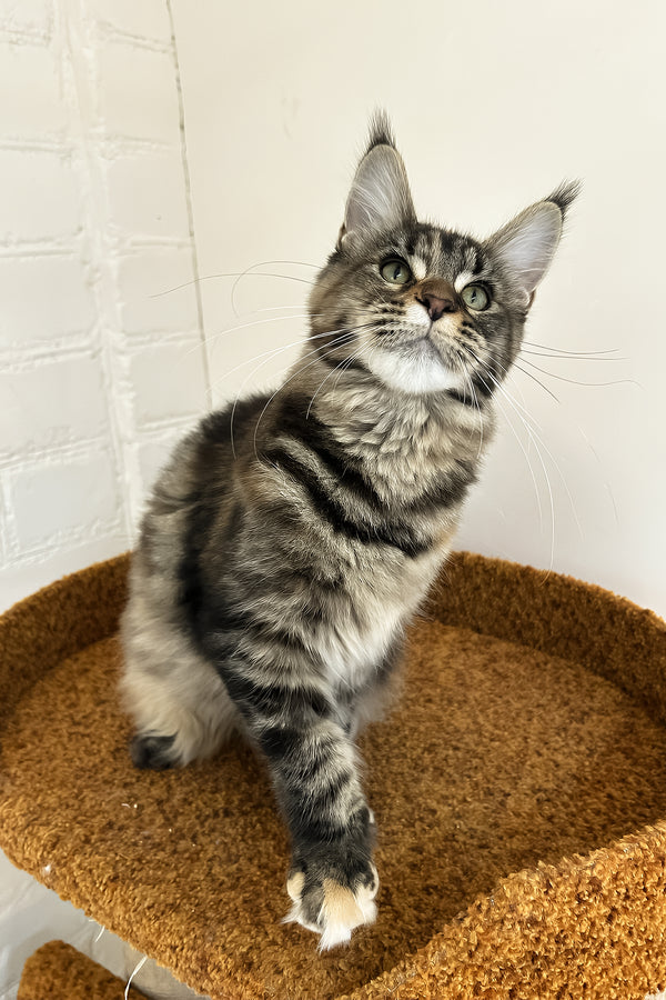 Delia | Maine Coon Kitten