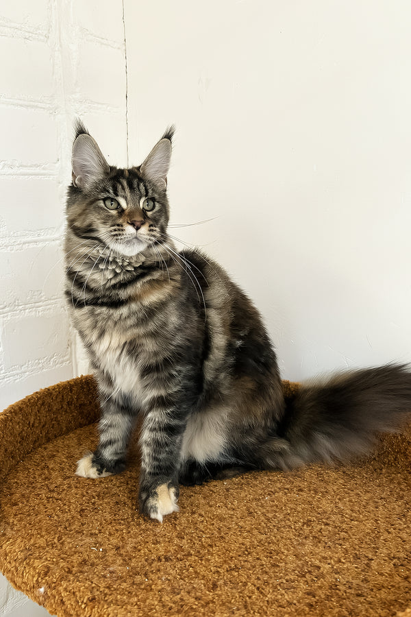 Delia | Maine Coon Kitten