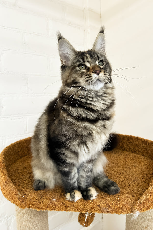 Delia | Maine Coon Kitten