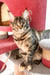 Delia | Maine Coon Kitten