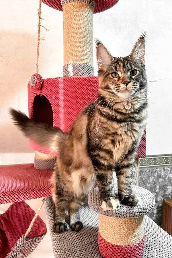 Delia | Maine Coon Kitten