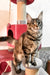Delia | Maine Coon Kitten