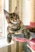 Delia | Maine Coon Kitten