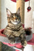 Delia | Maine Coon Kitten