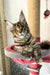 Delia | Maine Coon Kitten