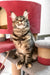 Delia | Maine Coon Kitten