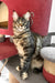 Delia | Maine Coon Kitten