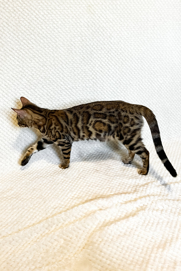 Delilah | Bengal Kitten