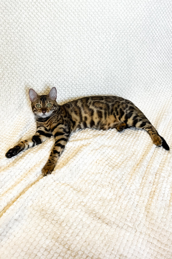 Delilah | Bengal Kitten