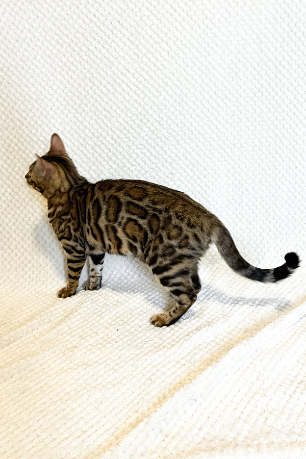 Delilah | Bengal Kitten