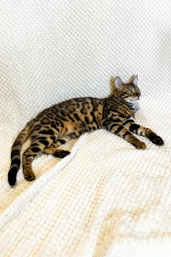 Delilah | Bengal Kitten
