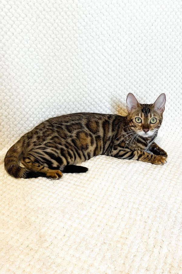 Delilah | Bengal Kitten