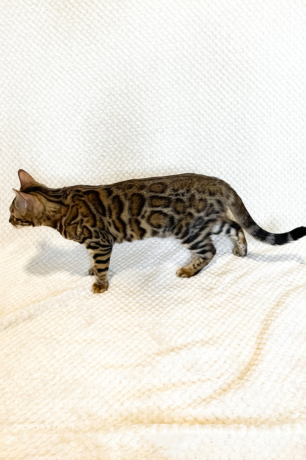 Delilah | Bengal Kitten