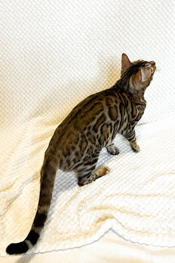 Delilah | Bengal Kitten