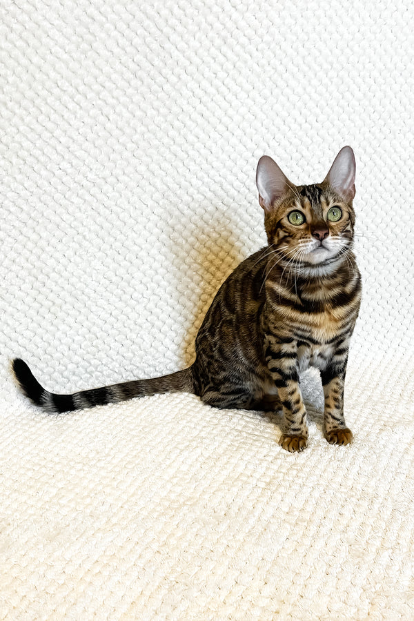 Delilah | Bengal Kitten