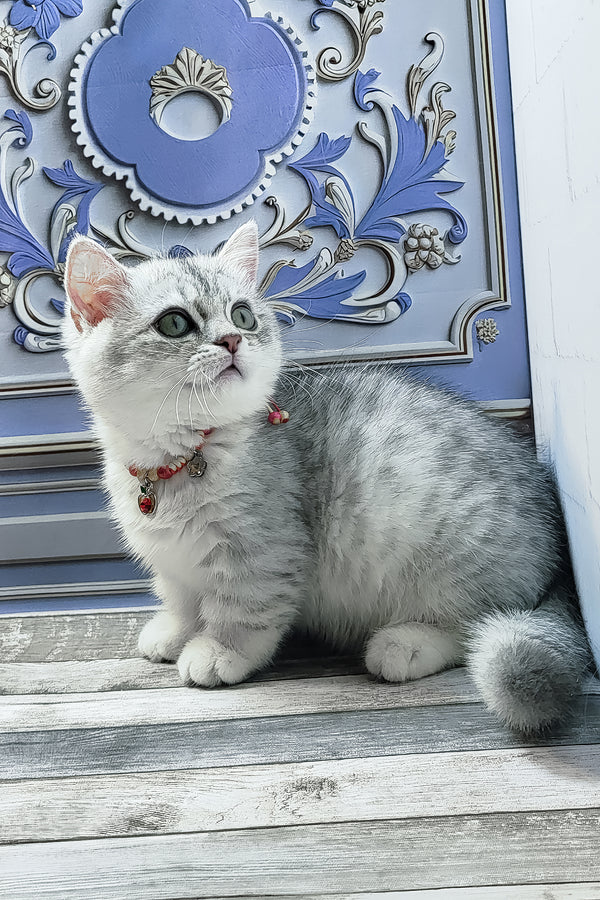 Demi | Munchkin Kitten