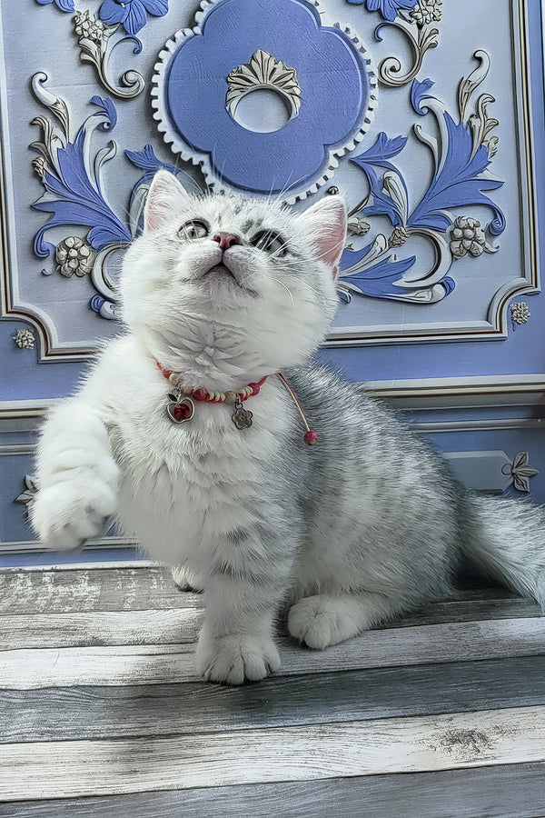 Demi | Munchkin Kitten