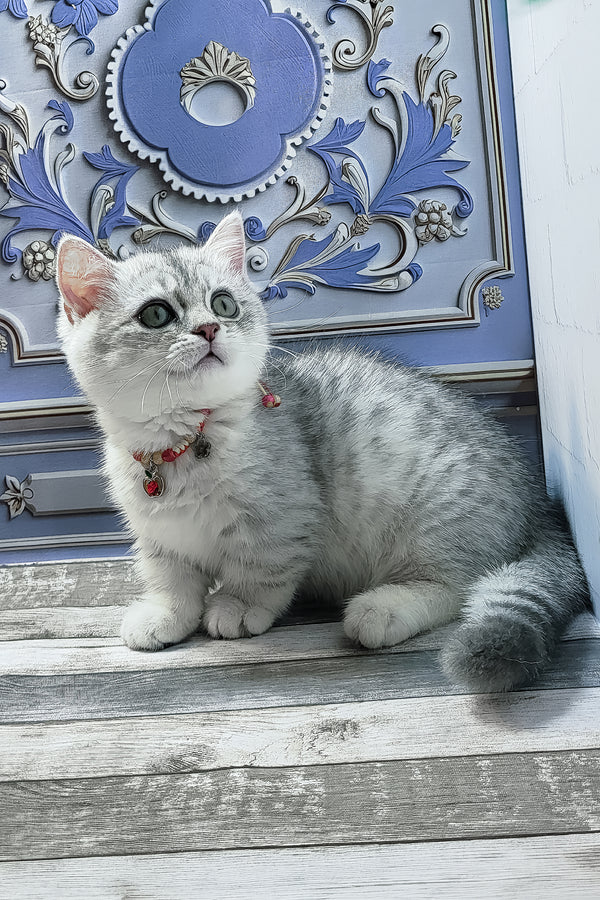 Demi | Munchkin Kitten