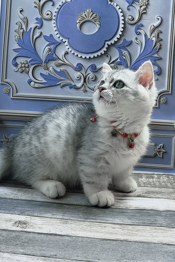 Demi | Munchkin Kitten