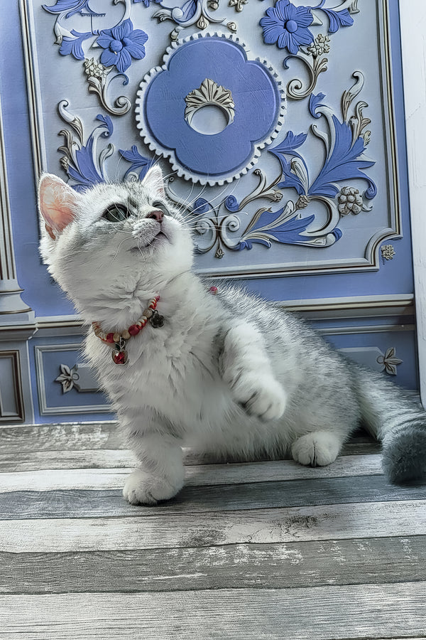 Demi | Munchkin Kitten