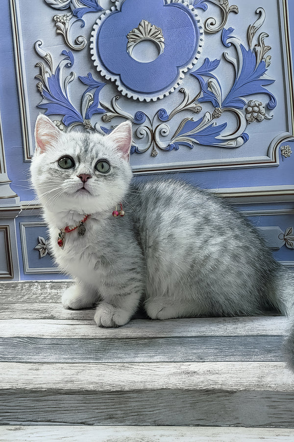Demi | Munchkin Kitten