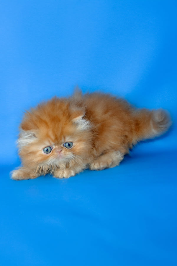 Denny | Persian Kitten