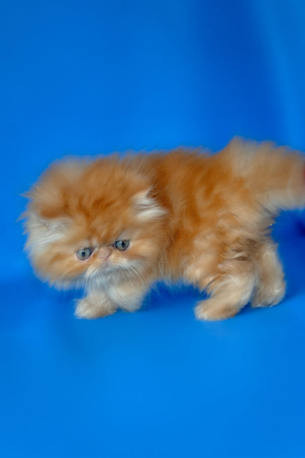 Denny | Persian Kitten
