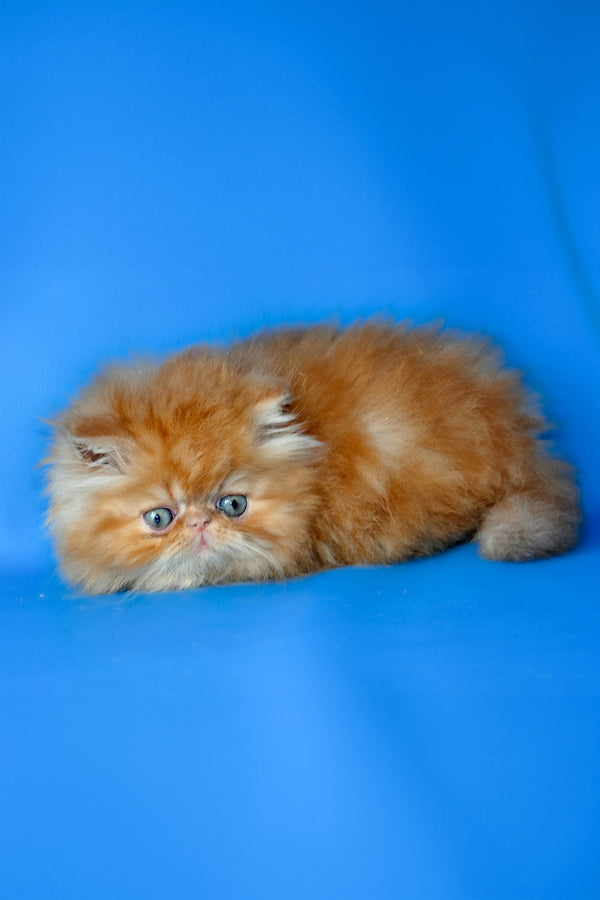 Denny | Persian Kitten
